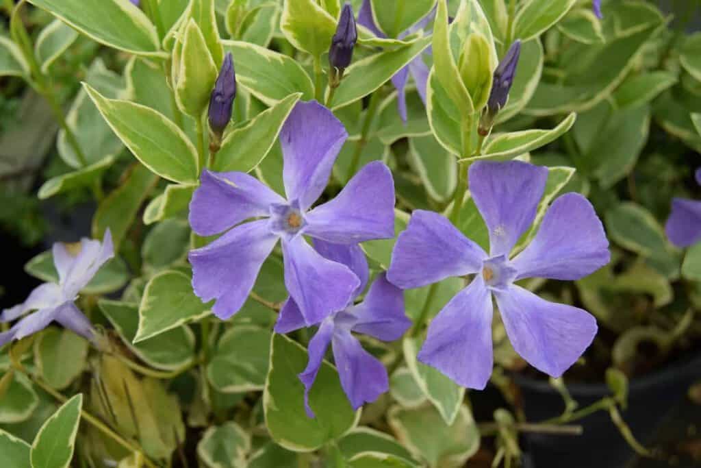 Vinca major 'Variegata' ---